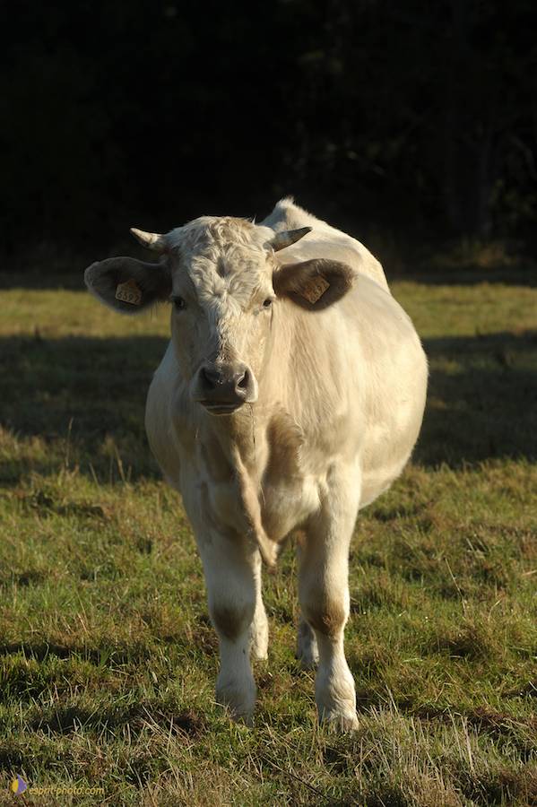 Nom de l'image : D30083121_1_(c)Norbert-JUNG — Description :